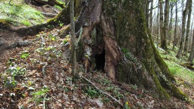 Hollow Tree
Little Bald, 
4-24-2011

