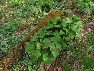 Trillium
Red Trillium, Trout Lilies, and Spring Beauties...
Little Bald, 
4-24-2011
