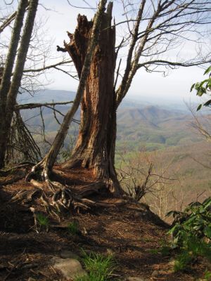 View From Bluff
Little Bald, 
4-24-2011
