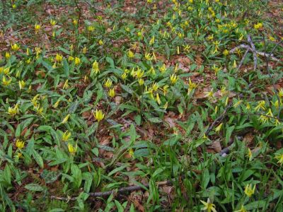 Carpet Of Trout Lilies
Little Bald,
4-24-2011
