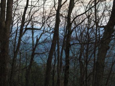 Mountain Robin
at High Rocks,
4-24-2011
