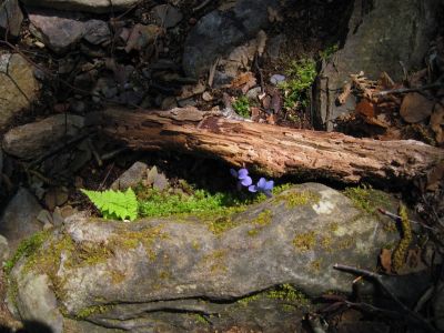 Ferns And Flowers
Violets...
Gentry Creek Trail,
4-30-2011

