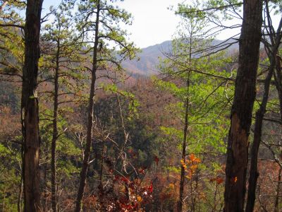 View From No Business Knob
View of rock ridges near the Nolichucky Gorge,
11-6-2011
