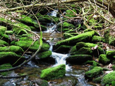Creek
Chinquapin Mountain Trail, Georgia,
May, 2011
