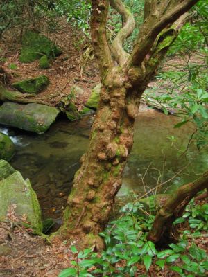 Interesting Tree
beside creek...
Chinquapin Mountain Trail, Georgia,
May, 2011
