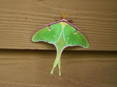 Luna Moth
Near Carter's Lake, Georgia,
May, 2011
