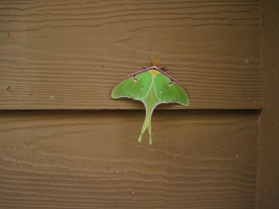 Luna Moth
Near Carter's Lake, Georgia,
May, 2011
