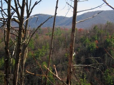View From No Business Knob
Flattop Mountain in the distance,
11-6-2011
