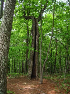 Big And Hollow
Amicalola State Park, Georgia
May, 2011
