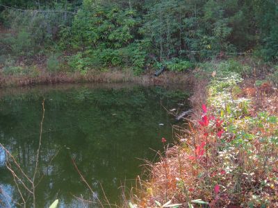 Pond
No Business Knob,
11-6-2011
