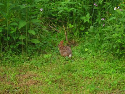 Rabbit
Hoppy And Birdy's Wedding,
5-21-2011

