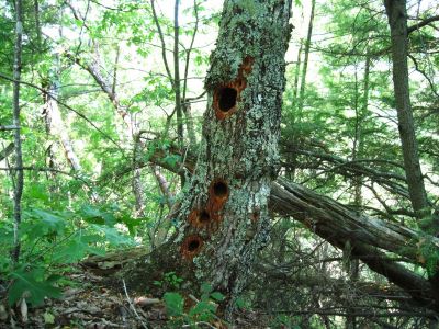 Condo Tree
Cliff Ridge,
June, 2011
