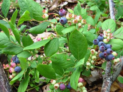 Blueberries
Buffalo Mountain,
June, 2011
