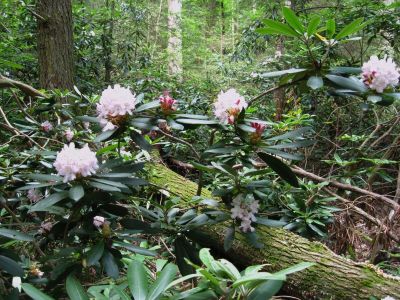 Mountain Laurel
Blossoms...
Jones Branch,
June, 2011
