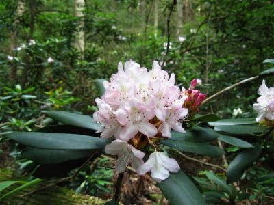 Mountain Laurel 
Blossoms...
Jones Branch,
June, 2011
