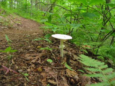 Destroying Angel
High Rocks Trail,
July, 2011
