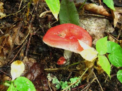 Sickener
russula emetica...
High Rocks Trail,
July, 2011
