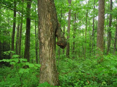 Profile
Near High Rocks,
July, 2011
