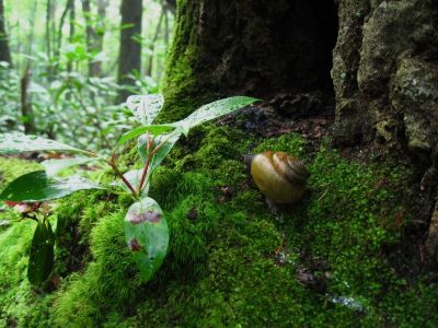 Snail On Moss
Devils Creek Gap,
July, 2011
