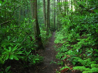 Trail Trough Devils Creek Gap
July, 2011
