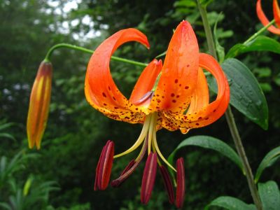 Tiger-Lily
Meadow on Bald Mountain Trail, 
July, 2011
