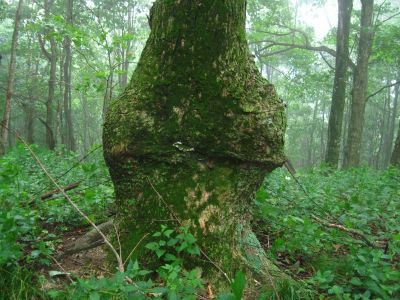 Barbed Wire
Tree affected by barbed wire,
Bald Mountain Trail, 
July, 2011
