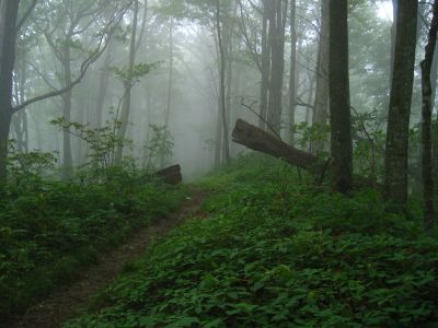 Cloudy Trail
Bald Mountain Trail,
July, 2011
