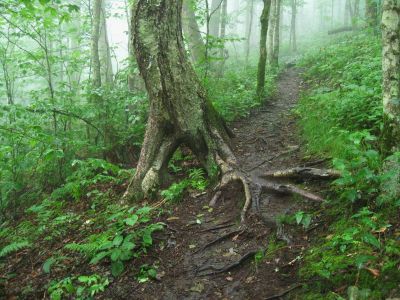 Tree With Legs
Bald Mountain Trail, 
July, 2011

