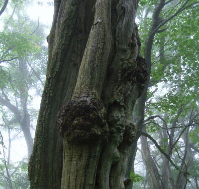 Column Designs
Bald Mountain Trail, 
July, 2011
