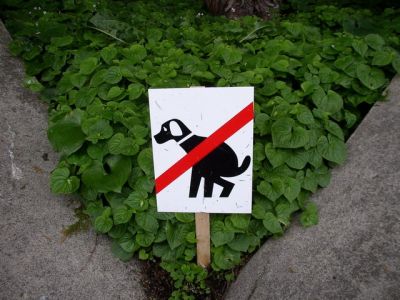 no dogs...
photo by Becky Hyder
