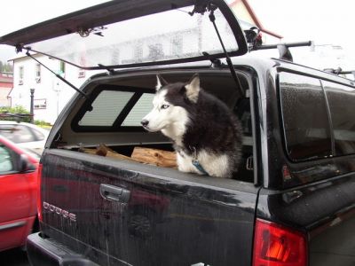 Husky in Truck
photo by Becky Hyder
