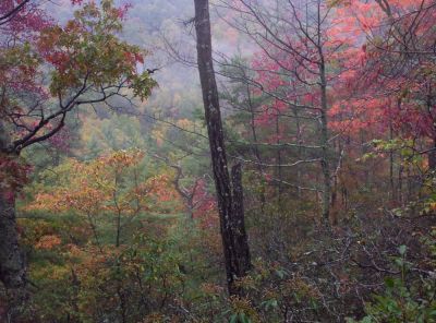 looking down into Jones Branch
on the lower part of Unaka Mountain,
October 2009

