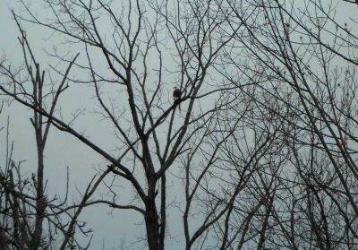 Bald Eagle in East Tennessee
Bald Eagle...Springtime, 2013
Photo by Kathy Matney
