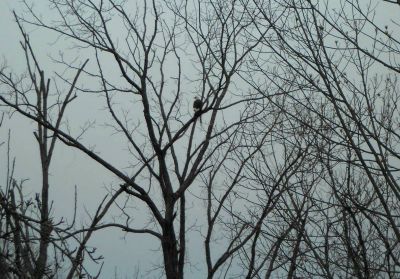 Bald Eagle in East Tennessee
Bald Eagle...Springtime, 2013
Photo by Kathy Matney
