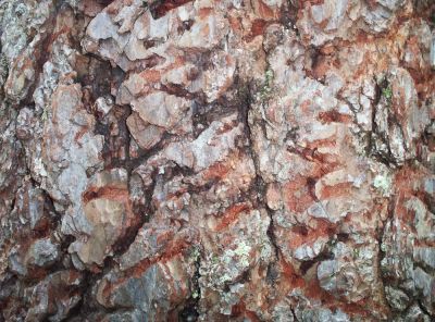 Bear-Claw Marks
More claw marks on pine tree (close up),
August 2009
