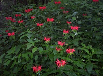 Bee Balm
Red variety found near the spring at Big Bald Shelter,
July 2009
