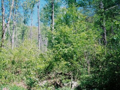 The Big Hollow with the Hard Wood Trees
May 2009
