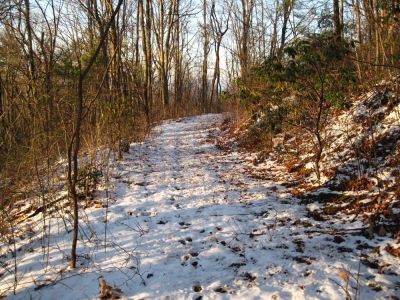 The Old Roadbed
Coyote tracks on the old roadbed on Rich mountain.
January 2010
