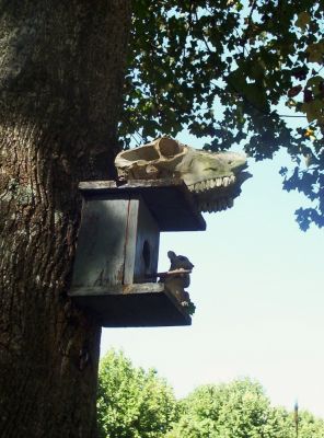 Bird's Nest
At Ben's...
9-09
