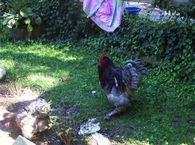 Chickens
at Ben's place, 
September 2009
