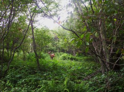 Deer Grazing in Meadow...
July 2009
