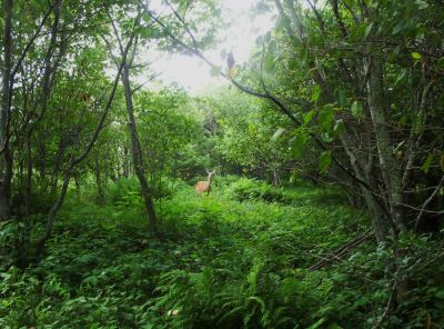 Deer Grazing in Meadow...
July 2009
