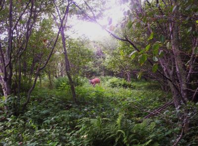 Deer Grazing in Meadow...
July 2009
