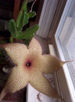 Donkey-Tail Blossom
these attract more flies than bees...
May, 2010
