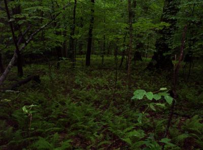 Ferns on Unaka Mountain
Near Iron Mountain Gap,
August 2009
