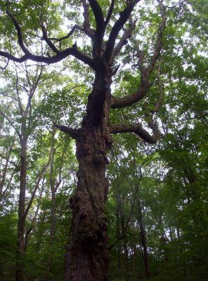 The 'Gargoyle Tree'
In the swag between the summits on Snowbird Mountain,
August 2009
