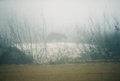 Grizzly Bear in Fog
In Alaska
photo by Wendy Williams
