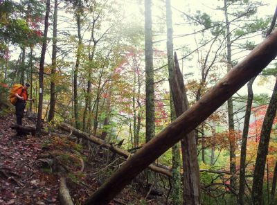 Haney
on the Appalachian Trail ascending towards Curly Maple Gap, October 2009
