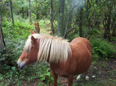 Wild Ponies
On Mount Rogers,
9-09
