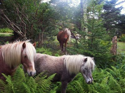 Wild Ponies
On Mount Rogers,
9-09
